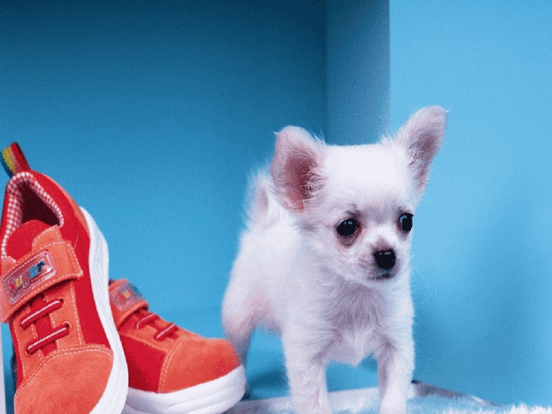 <strong>沈阳试管做了2周（试管怎么有积水）</strong>