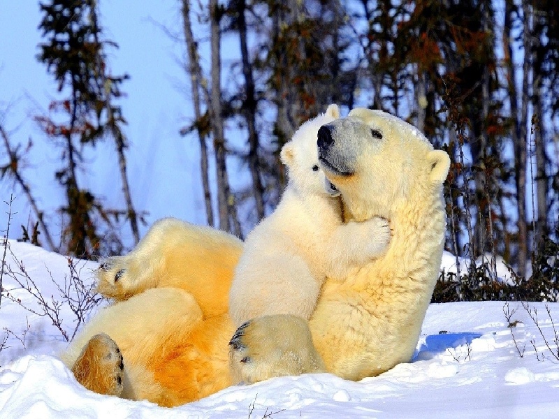 沈阳代怀最好医院,泰国试管价格高吗？-沈阳有没有供卵机构_沈阳供卵试管医院