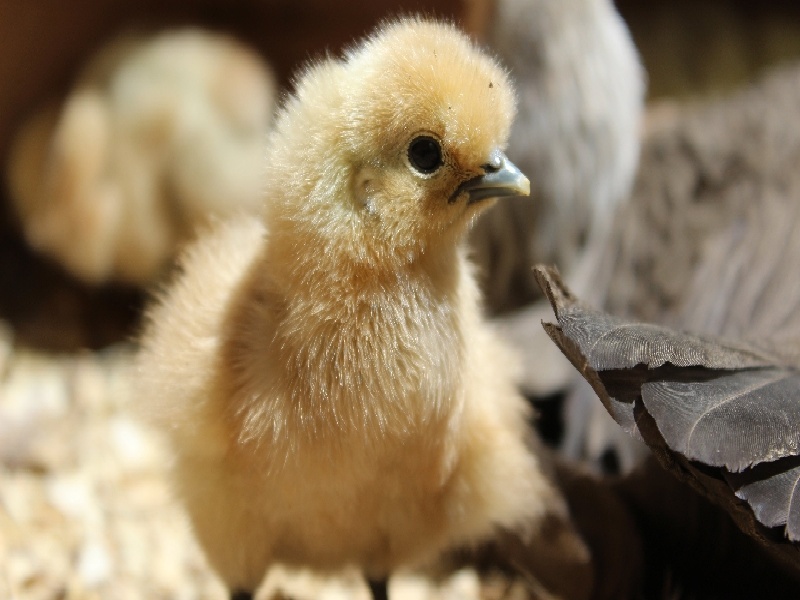 蚂蚁试管巢套装（泰国试管fsh要求）